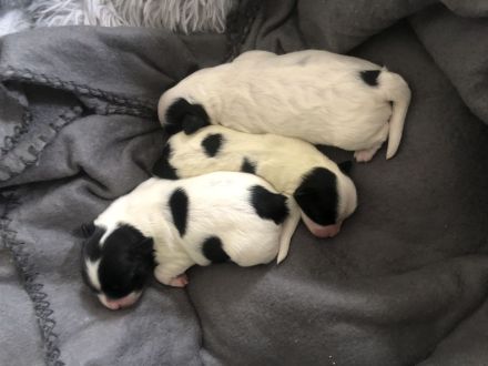 Bolonka-Havanesa Mix