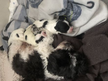 Bolonka-Havanesa Mix