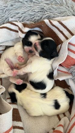 Bolonka-Havanesa Mix