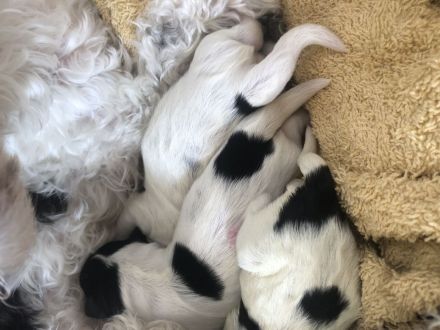 Bolonka-Havanesa Mix