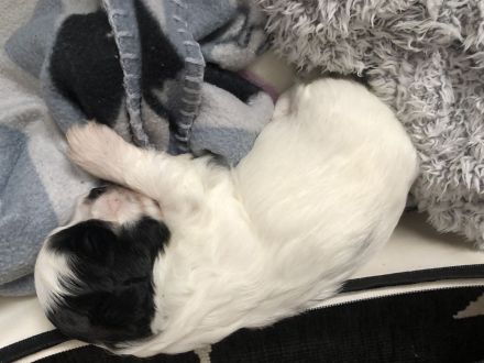 Bolonka-Havanesa Mix