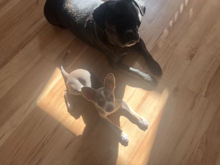 Chihuahua Hündin 4 Monate sucht 🏠