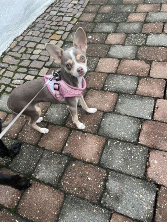 Chihuahua Hündin 4 Monate sucht 🏠