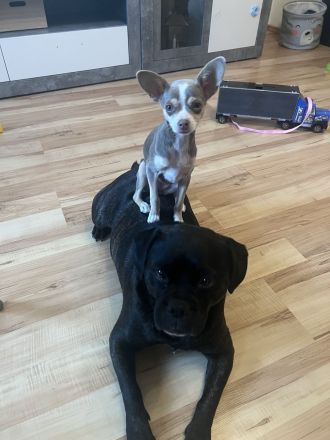 Chihuahua Hündin 4 Monate sucht 🏠