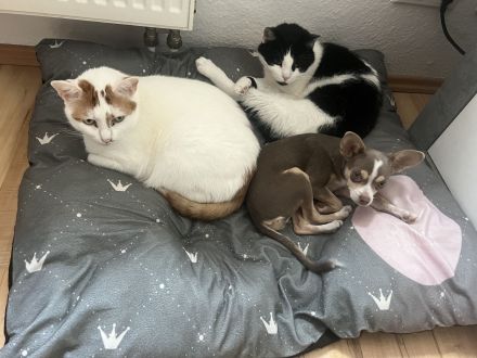 Chihuahua Hündin 4 Monate sucht 🏠