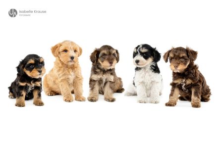 Schnoodle Minidoodle Zwergpudel/Zwergschnauzer x American Zwergschnauzer Mini Doodle