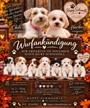 Schnoodle Minidoodle Zwergpudel/Zwergschnauzer x American Zwergschnauzer Mini Doodle