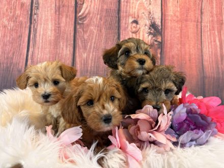 Schnoodle Minidoodle Zwergpudel/Zwergschnauzer x American Zwergschnauzer Mini Doodle