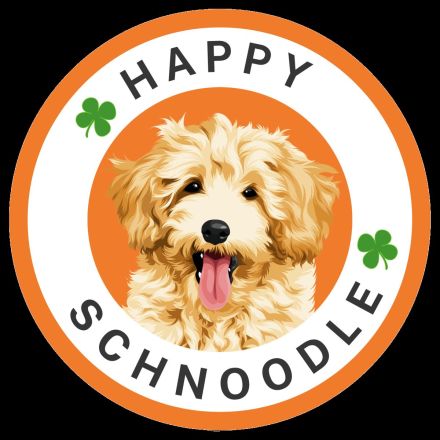 Schnoodle Minidoodle Zwergpudel/Zwergschnauzer x American Zwergschnauzer Mini Doodle