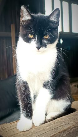 ❤️Sehr süßes Kätzchen zum verlieben❤️