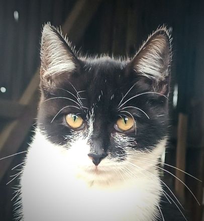 ❤️Sehr süßes Kätzchen zum verlieben❤️