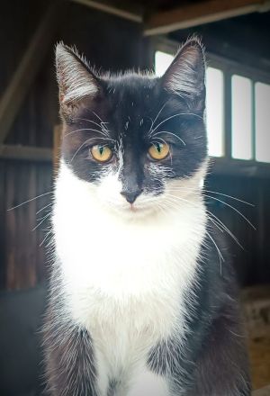 ❤️Sehr süßes Kätzchen zum verlieben❤️