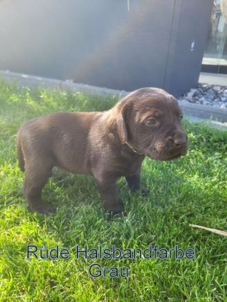 Reinrassige Labrador Welpen in Schoko suchen Ihr Zuhause