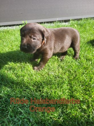 Reinrassige Labrador Welpen in Schoko suchen Ihr Zuhause