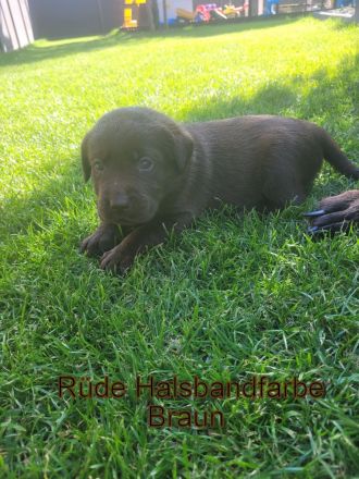 Reinrassige Labrador Welpen in Schoko suchen Ihr Zuhause