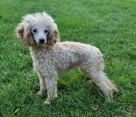 Zuckersüße Toypudel Hündin mit FCI Ahnentafel