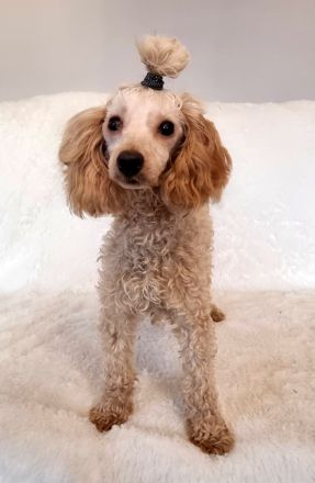 Zuckersüße Toypudel Hündin mit FCI Ahnentafel