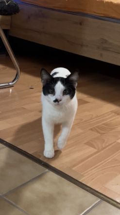 Zwei Katzen suchen ein Zuhause