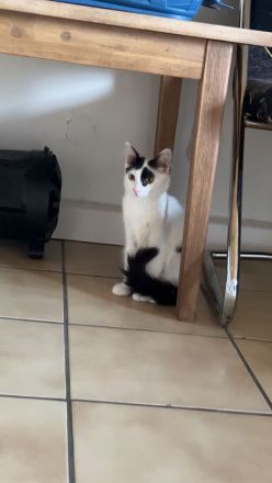 Zwei Katzen suchen ein Zuhause