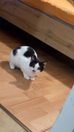 Zwei Katzen suchen ein Zuhause