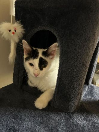 Zwei Katzen suchen ein Zuhause