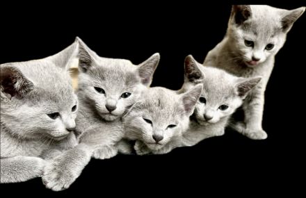 Russisch Blau , Kater, Kitten, reinrassig mit Stammbaum, Katzenbabys