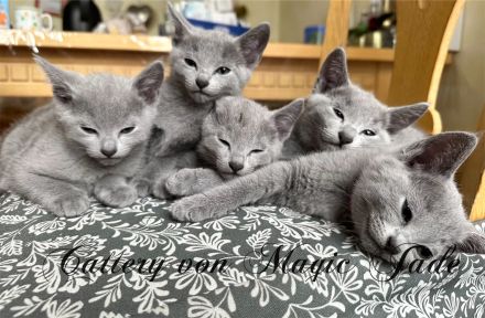 Russisch Blau , Kater, Kitten, reinrassig mit Stammbaum, Katzenbabys