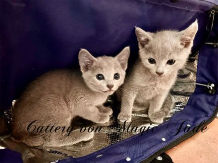 Russisch Blau , Kater, Kitten, reinrassig mit Stammbaum, Katzenbabys