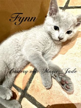 Russisch Blau , Kater, Kitten, reinrassig mit Stammbaum, Katzenbabys