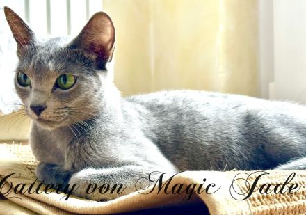 Russisch Blau , Kater, Kitten, reinrassig mit Stammbaum, Katzenbabys