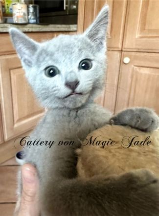 Russisch Blau , Kater, Kitten, reinrassig mit Stammbaum, Katzenbabys