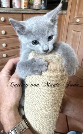 Russisch Blau , Kater, Kitten, reinrassig mit Stammbaum, Katzenbabys
