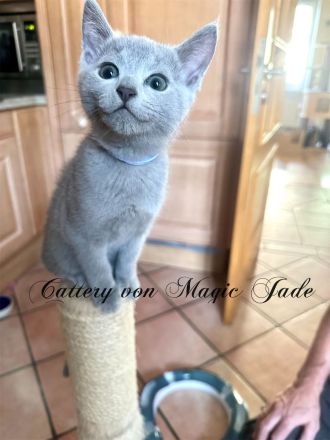 Russisch Blau , Kater, Kitten, reinrassig mit Stammbaum, Katzenbabys