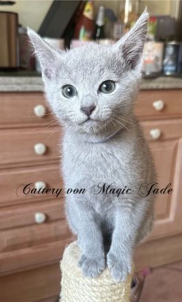 Russisch Blau , Kater, Kitten, reinrassig mit Stammbaum, Katzenbabys