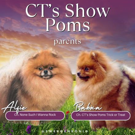 Echte Zwergspitzwelpen suchen Ihr Traumhause!