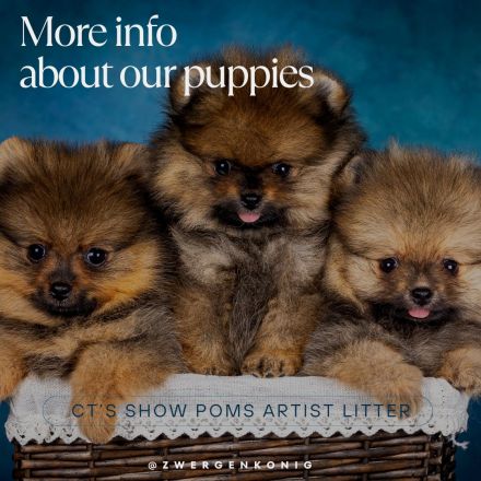 Echte Zwergspitzwelpen suchen Ihr Traumhause!