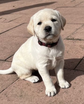 Labrador Mädchen Welpe weiß/creme/blond