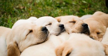 Labrador Mädchen Welpe weiß/creme/blond