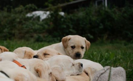 Labrador Mädchen Welpe weiß/creme/blond