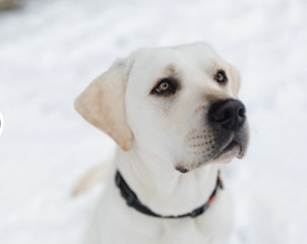 Labrador Mädchen Welpe weiß/creme/blond