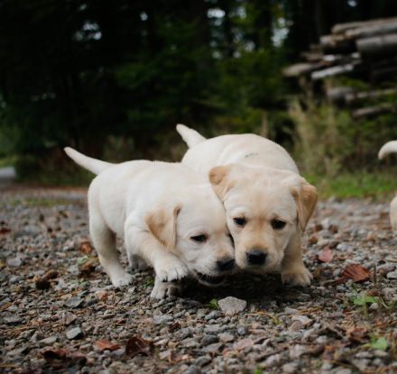 Labrador Mädchen Welpe weiß/creme/blond