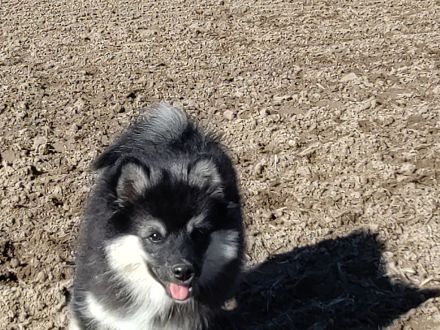 Familienhund, Reitbegleithund *Welpen*