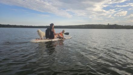 Familienhund, Reitbegleithund *Welpen*