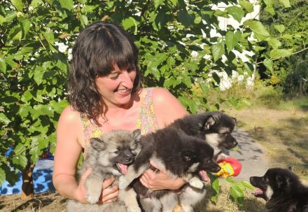 Familienhund, Reitbegleithund *Welpen*