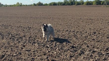 Familienhund, Reitbegleithund *Welpen*