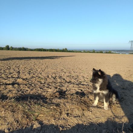 Familienhund, Reitbegleithund *Welpen*