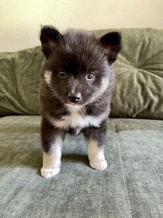 Familienhund, Reitbegleithund *Welpen*