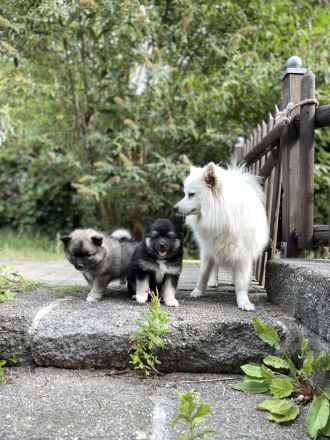 Familienhund, Reitbegleithund *Welpen*