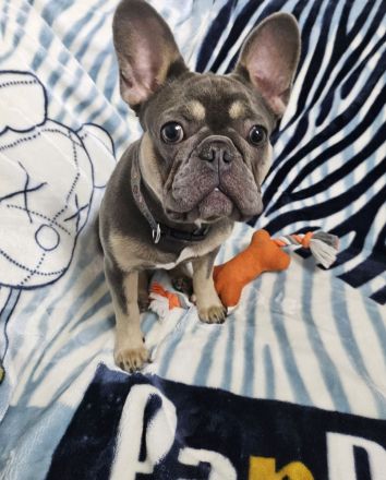 französische Bulldogge Mädchen