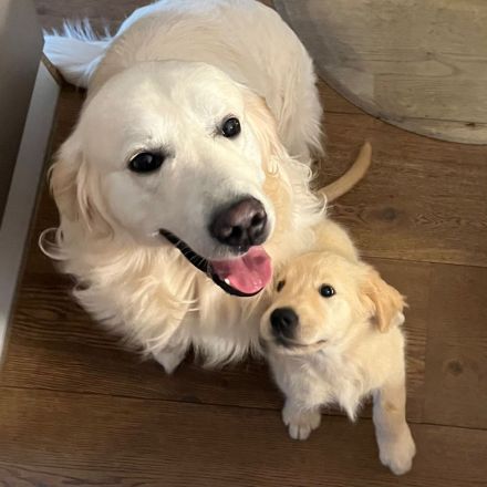 Golden Retriever Rüde